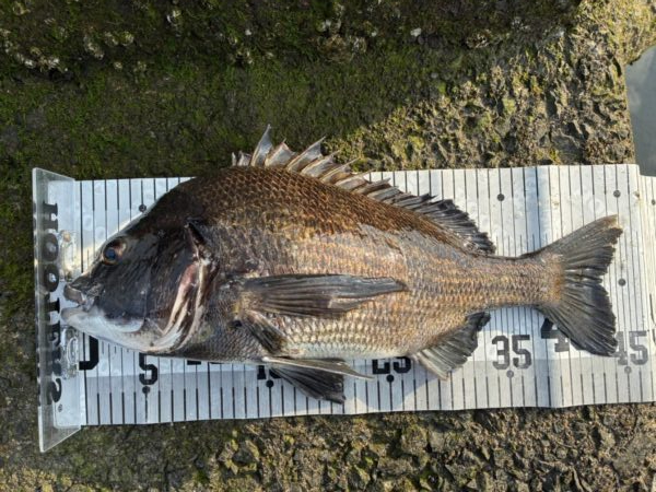 イチノ兄弟、釣果！