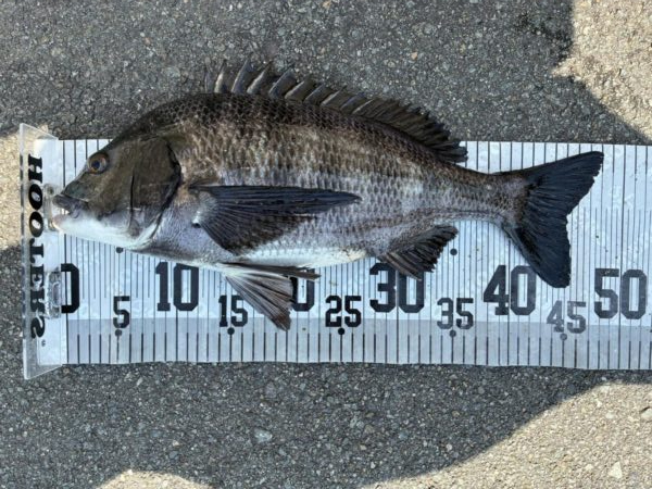 イチノ兄弟、釣果！