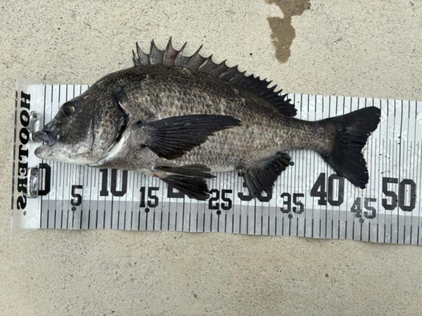 イチノ兄弟、釣果！