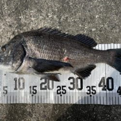 イチノ兄弟、釣果！