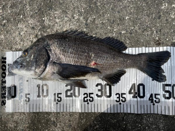 イチノ兄弟、釣果！