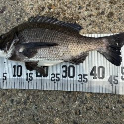 イチノ兄弟、釣果！