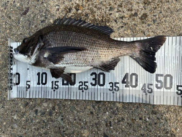 イチノ兄弟、釣果！