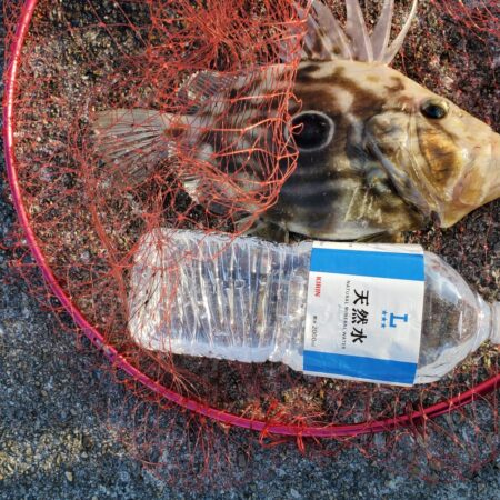 春アオリイカ狙い