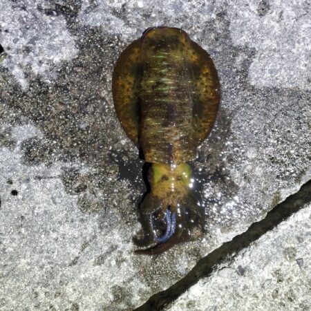 春アオリイカ狙い