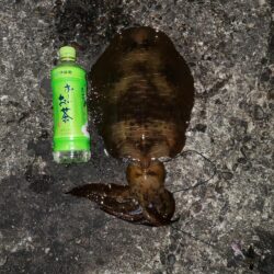 春アオリイカ狙い