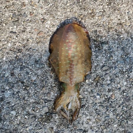 春アオリイカ狙い