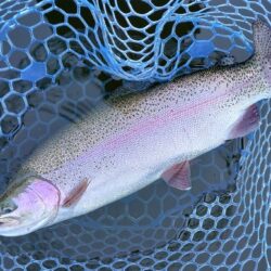 表層で大型ボッコボコ ～岡崎トラウトポンド…