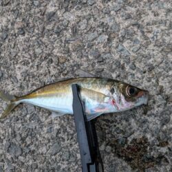 アジングのつもりが