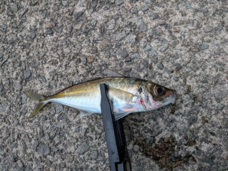 アジングのつもりが