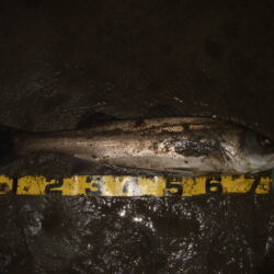 今年も何とかアフターのハチマル