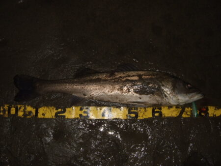 今年も何とかアフターのハチマル