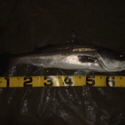 ただ巻きで釣れてしまう…