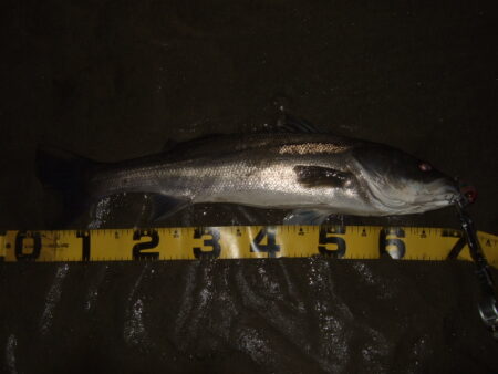 ただ巻きで釣れてしまう…