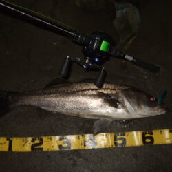 久々にベイトシーバス