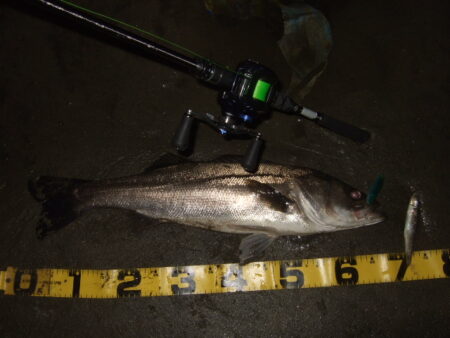 久々にベイトシーバス