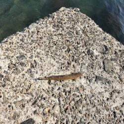 久しぶりの釣果