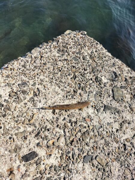 久しぶりの釣果