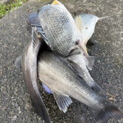 デカすぎて入らん！