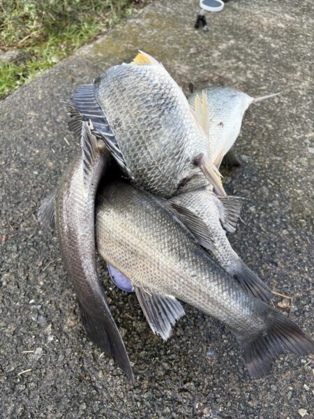 デカすぎて入らん！