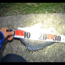 急な水温低下でもチヌは来てくれました