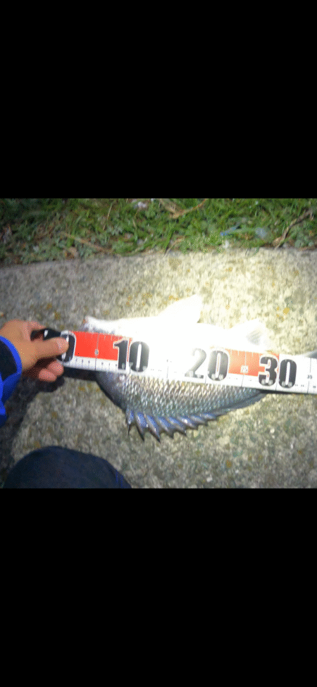 急な水温低下でもチヌは来てくれました