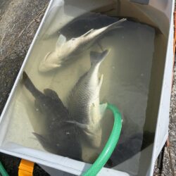 今日も爆釣楽し過ぎるぶっ込み釣り