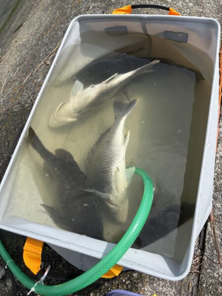 今日も爆釣楽し過ぎるぶっ込み釣り