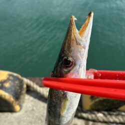 フル遠投カマス