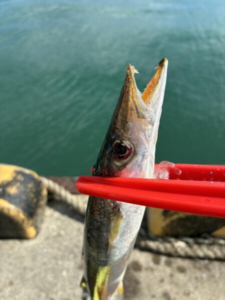 フル遠投カマス