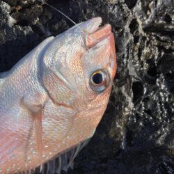 マダイカゴ釣り