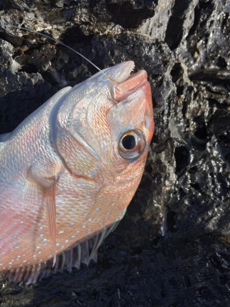 マダイカゴ釣り