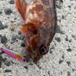 ロックショアゲーム