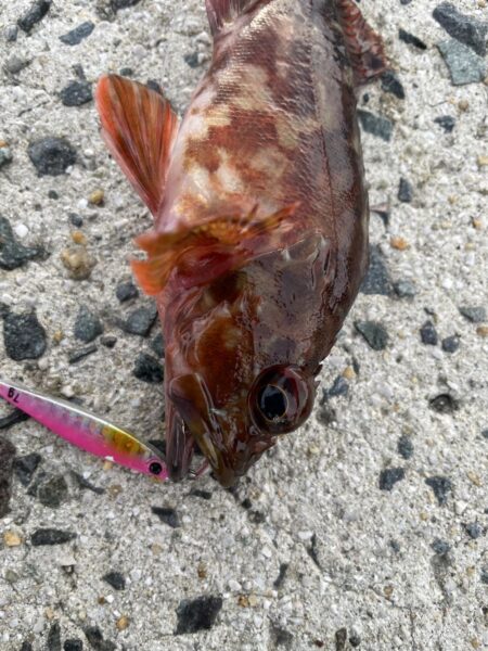 ロックショアゲーム