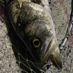 爆風ライトゲーム