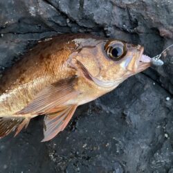 激渋デイゲーム😭