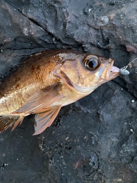 激渋デイゲーム😭