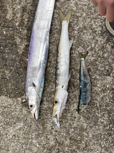 太刀魚 カマス 他青物