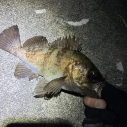 久々にメバリング