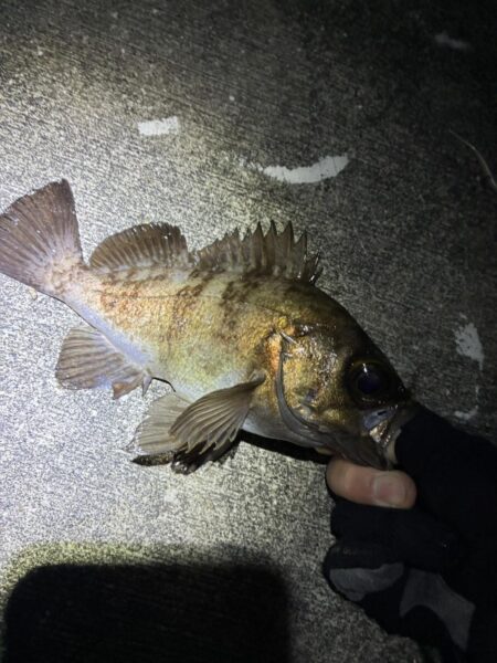 久々にメバリング