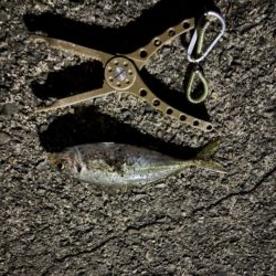 春アジング開幕?