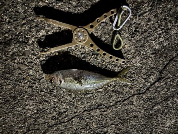 春アジング開幕?