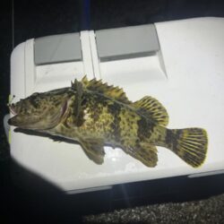 フロートメバリング