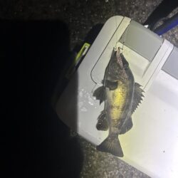 湾奥メバリング