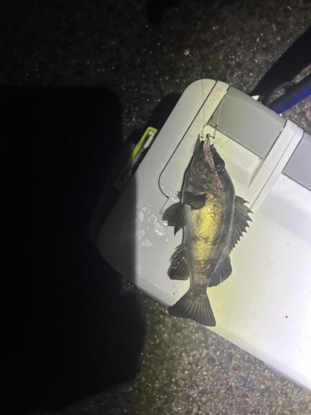 湾奥メバリング