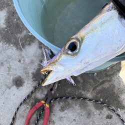 カマス リベンジ