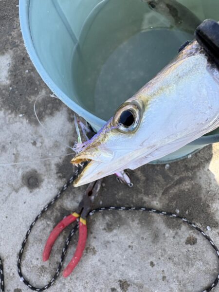 カマス リベンジ