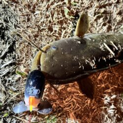 今年に入って10回目のナマズ釣行
