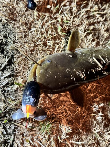 今年に入って10回目のナマズ釣行