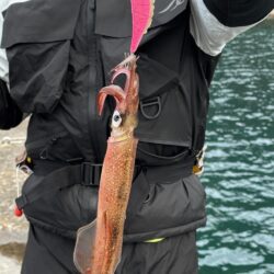 エギングでヤリイカ